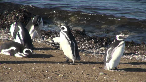 Patagonia-Magdalena-penguins-flap-and-preen-13