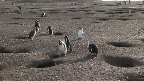 Patagonia-Magdalena-penguins-inspect-burrow-9