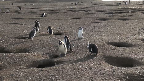 Patagonia-Magdalena-Pinguine-Inspizieren-Bau-9