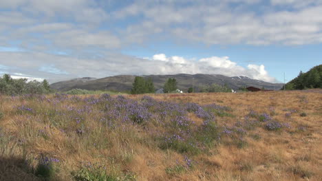 Groenlandia-Narsarsuaq-Vegetación-Con-Insectos