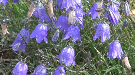 Greenland-Narsarsuaq-blue-bells-zoom-int-s