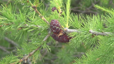 Greenland-Narsarsuaq-cone-on-conifer-7a