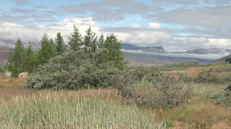 Groenlandia-Narsarsuaq-Vegetación-árboles