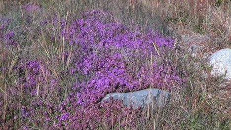 Greenland-Narsarsuaq-vegetation-pink-flowers