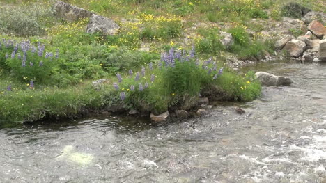 Grönland-Qaqortoq-Stream-Detail