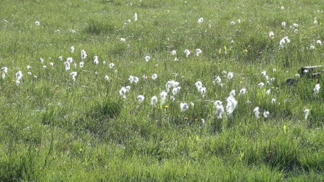 Iceland-Geysir-region-cotton-grass