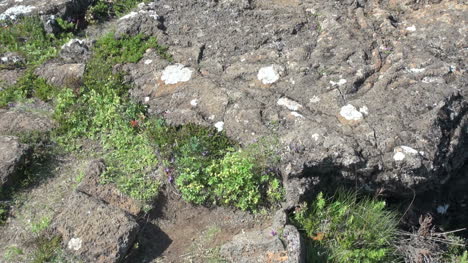 Island-Pingvellir-Rift-Detail-Mit-Pflanzen