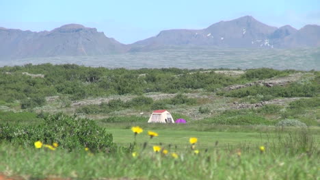 Iceland-Pingvellir-tent-and-flowers