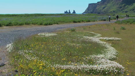 Iceland-Vik-flowers