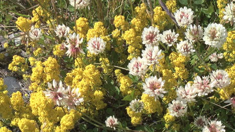 Iceland-clover-&-yellow-flowers