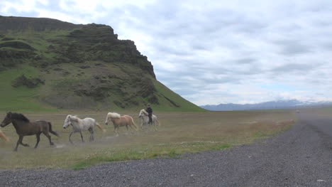 Iceland-Horses-zooms-out-s1