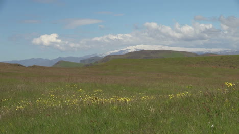 Island-Dyrholaey-Gletscher-Und-Blumen