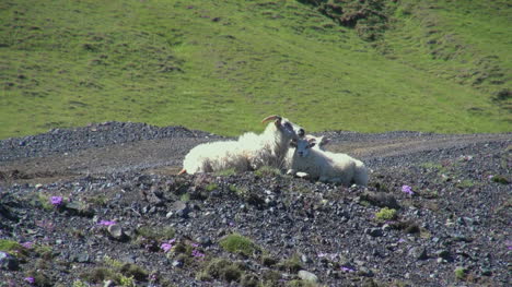 Iceland-sheep-near-Vik-sitting-by-road