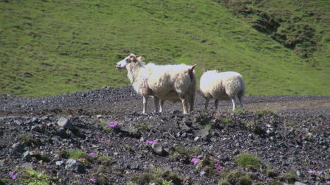 Island-Vik-Gebiet-Schafe-Stehen