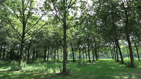Holland-Naturpark-Bäume-C