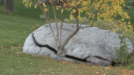 Idaho-Se-Acerca-A-Un-árbol-En-Una-Grieta-De-Roca