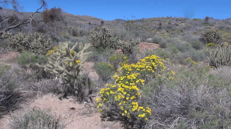 Flores-Del-Desierto-En-Flor-De-Arizona