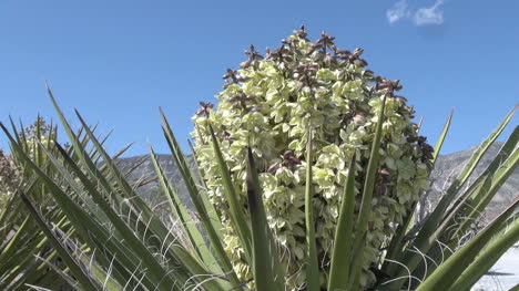 Nevada-blooming-yucca-close-up