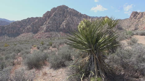 Nevada-yucca-and-red-rocks