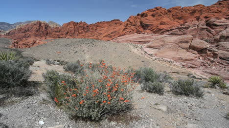 Nevada-Red-Rock-Canyon-with-flowers