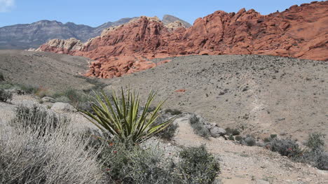 Cañón-De-Roca-Roja-De-Nevada-Con-Yuca