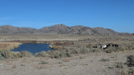 Wyoming-Kühe-Am-Süßwasserfluss