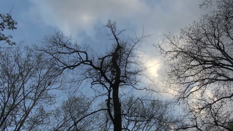 Bäume-Im-Zeitigen-Frühjahr-Mit-Wolken-Zeitraffer