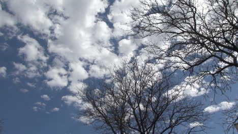 Wolken-Ziehen-über-Einen-Kahlen-Baum