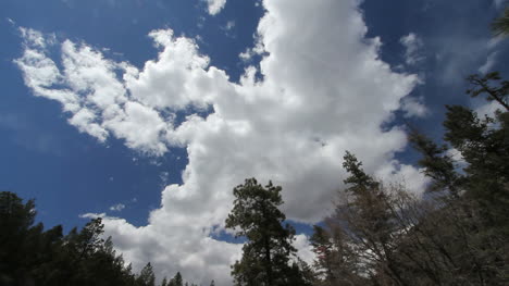 Eine-Zeitrafferansicht-Von-Wolken-über-Waldbäumen