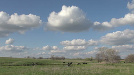 Kansas-Flint-Hills-cattle-s