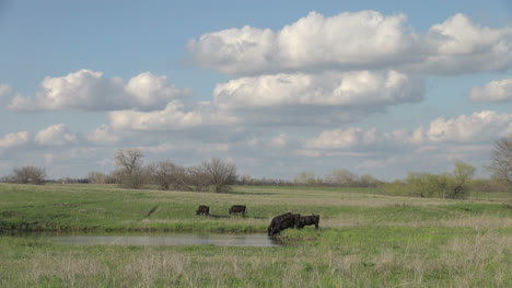 Cattle-at-a-water-hole-s1