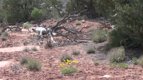 Utah-Blumen-Naturbrücken-Nationaldenkmal-S