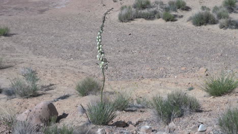 Wüste-Yucca-Blume-S