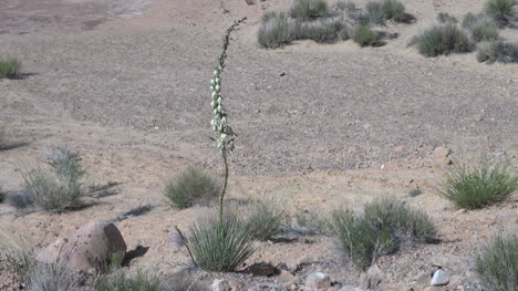 Flor-De-Yuca-Del-Desierto-S