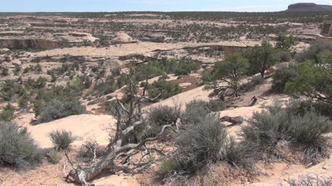 Utah-Owachomo-Brückewach