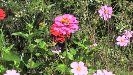 Rumänien-Blumen-Zoom-Auf-Zinnia-Cx