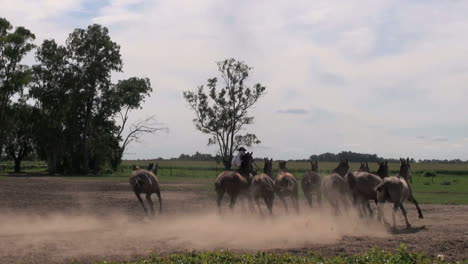 Argentine-Estancia-Horses-Editorial