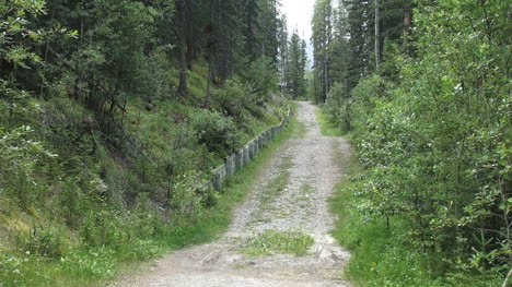 Kanada-Alberta-Lane-Durch-Den-Wald-S