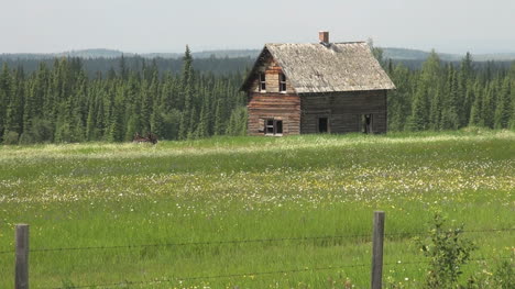 Canada-Alberta-abandoned-log-house