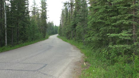 Canada-Alberta-forest-road