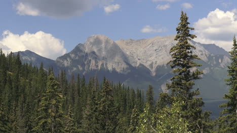 Canadá,-Alberta,-Cerca-De-árboles-Y-Montañas-Del-Bosque-De-Jaspe