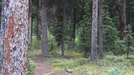 Canada-Alberta-path-in-forest