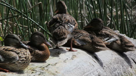 Britisches-Okanagan,-BC-Enten-Auf-Baumstamm