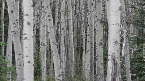 Canada-birch-trees