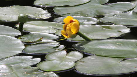 Canada-Mount-Robson-Portal-Lake-with-water-lily