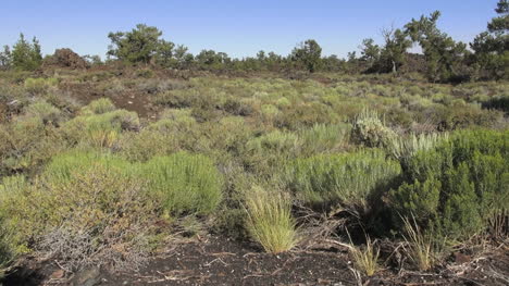 Idaho-Lava-Beds-National-Monument-shrub-steppe