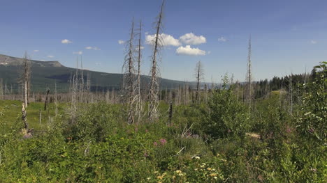 Montana-Tote-Bäume-Am-Gletscher-Np-S