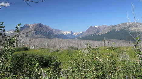 Montana-árboles-Muertos-Por-Glacier-Np-Wide-View-C