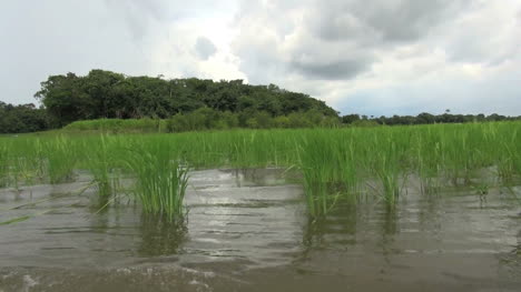Amazon-January-lake-grass-in-water