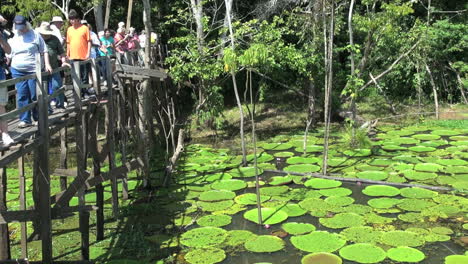 Amazonas-Seerosen-Und-Touristen